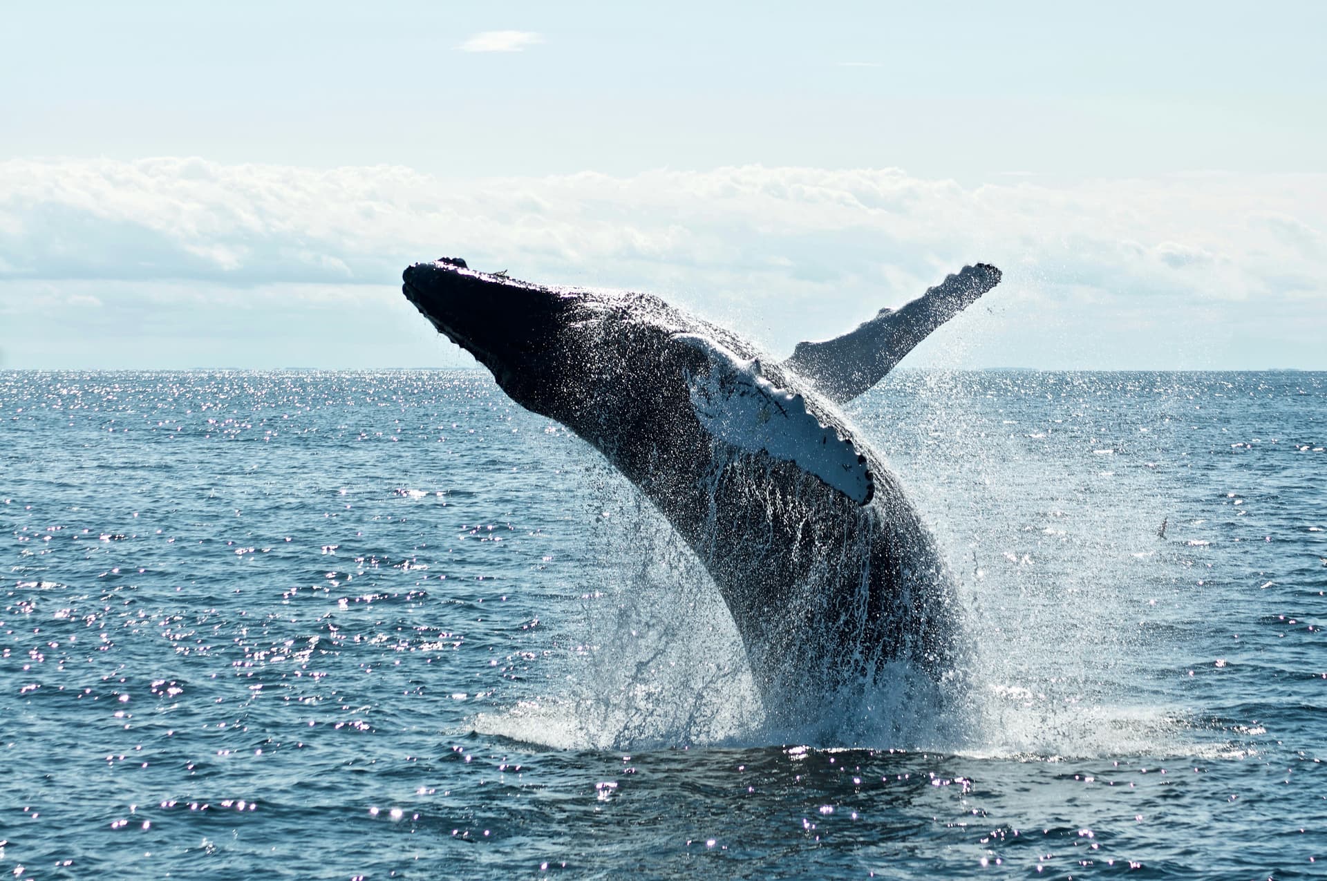 Kaikōura Whale Watching – What Travellers Should Know Before Booking